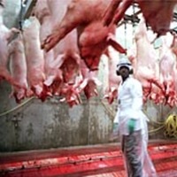 Photo of a slaughterhouse referenced in Charlie LeDuff's article titled, "At a Slaughterhouse, Some Things Never Die."